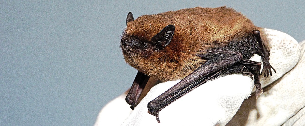 Common pipistrelle on adult thumb Daniel Hargreaves Common pipistrelle on adult thumb (image: BCT/Daniel Hargreaves)